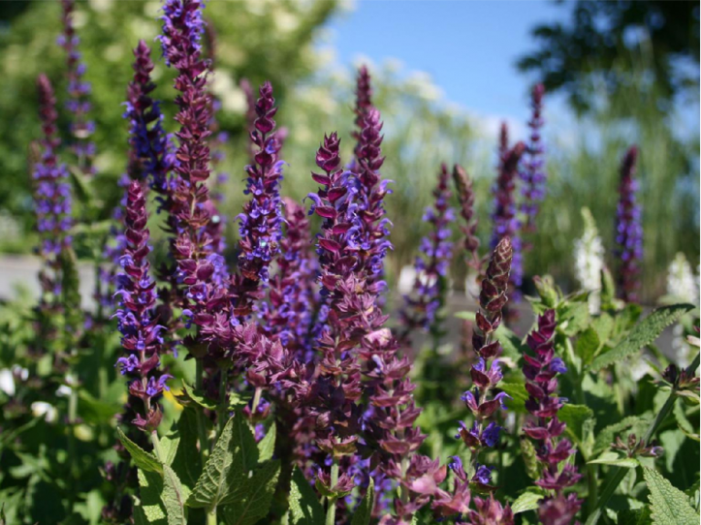 Read more about the article Essential Oil Fundamentals- 1