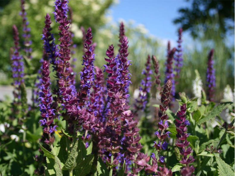 You are currently viewing Essential Oil Fundamentals- 1