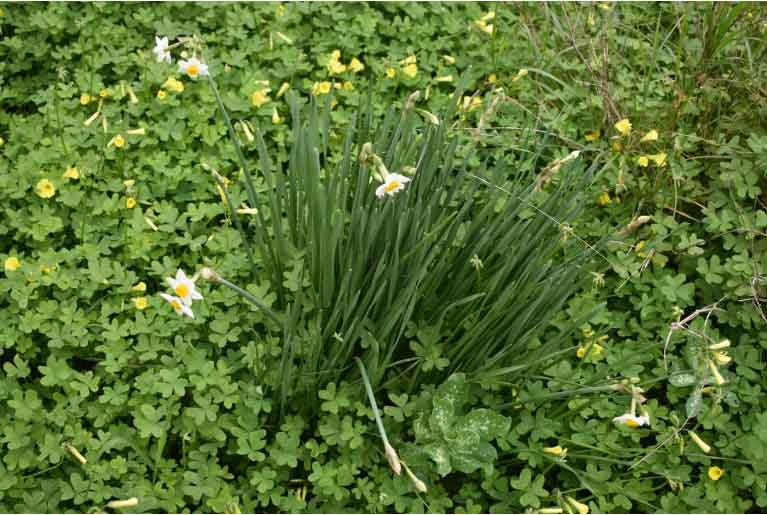 Read more about the article Why does plants produce Essential Oils
