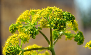 Read more about the article Why Essential Oils Are Important & How to Use Them