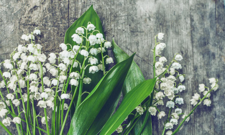 Read more about the article How Do I Choose and Use Essential Oils?