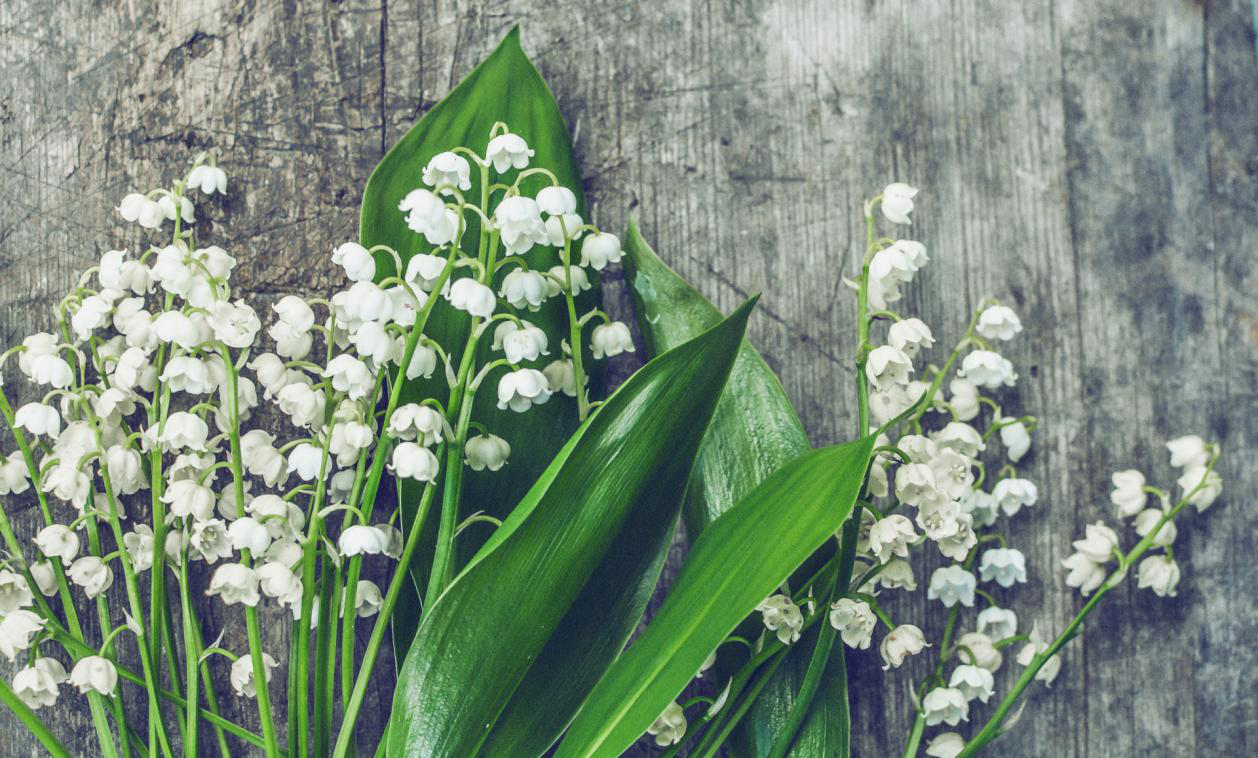 You are currently viewing How Do I Choose and Use Essential Oils?