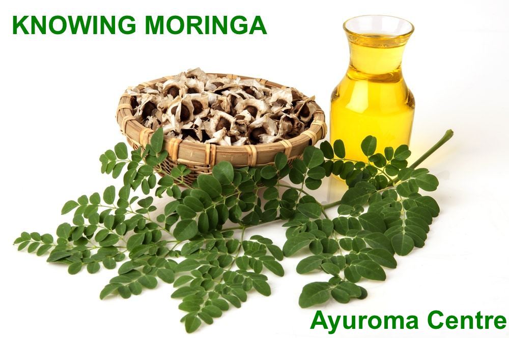 You are currently viewing Knowing Moringa